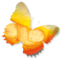 Schmetterling