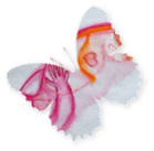Schmetterling